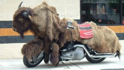 Buffalo1