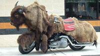 Buffalo1